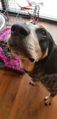 Bluetick Coonhound Dogs for adoption in Blackwood, NJ, USA