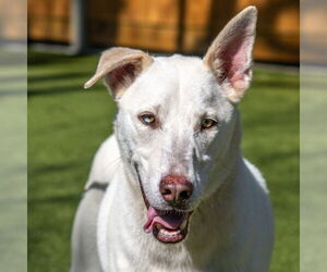 Siberian Husky-Unknown Mix Dogs for adoption in Hilton Head, SC, USA
