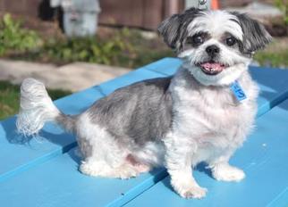 Shih Tzu-Unknown Mix Dogs for adoption in Northbrook, IL, USA