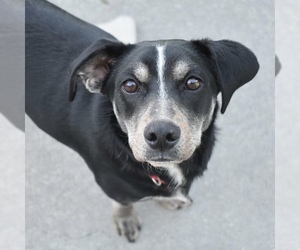 Basset Hound-Unknown Mix Dogs for adoption in Brownsboro, AL, USA