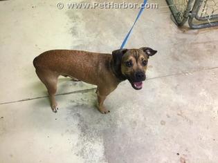Puggle Dogs for adoption in Green Cove Springs, FL, USA