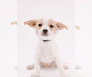 Chihuahua-Unknown Mix Dogs for adoption in New London, WI, USA