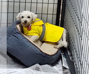 Bichon Frise Dogs for adoption in Mukwonago, WI, USA