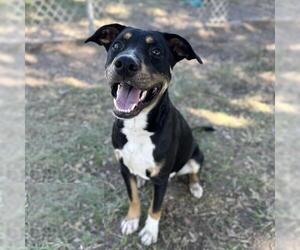 American Pit Bull Terrier-Unknown Mix Dogs for adoption in Conroe, TX, USA