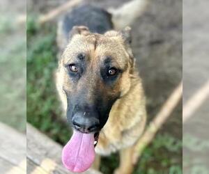 German Shepherd Dog Dogs for adoption in Riverside, CA, USA