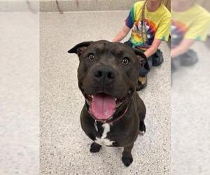 American Pit Bull Terrier Dogs for adoption in Brighton, CO, USA