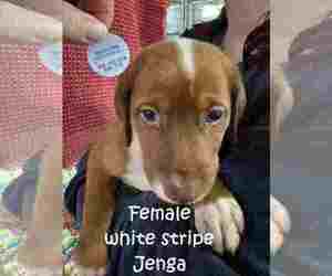 Australian Shepherd-Doberman Pinscher Mix Dogs for adoption in Aurora, OH, USA