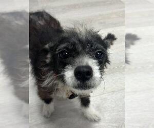 Chihuahua Dogs for adoption in Forestville, MD, USA