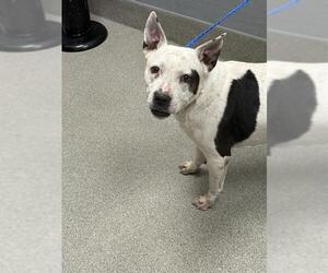 Mutt Dogs for adoption in Las Vegas, NV, USA