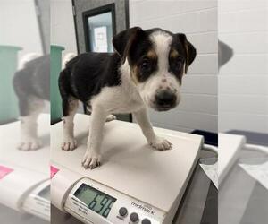 Labrador Retriever-Unknown Mix Dogs for adoption in Corpus Christi, TX, USA