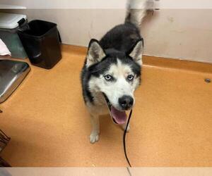 Siberian Husky Dogs for adoption in Martinez, CA, USA