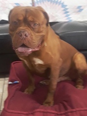 Small Dogue de Bordeaux