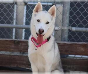 Siberian Husky Dogs for adoption in Martinez, CA, USA