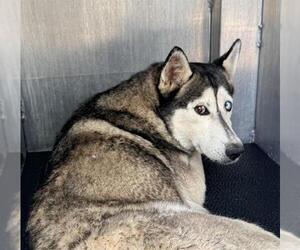 Siberian Husky-Unknown Mix Dogs for adoption in San Antonio, TX, USA