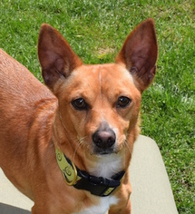 Basenji-Chihuahua Mix Dogs for adoption in Issaquah, WA, USA