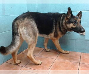 German Shepherd Dog Dogs for adoption in Downey, CA, USA