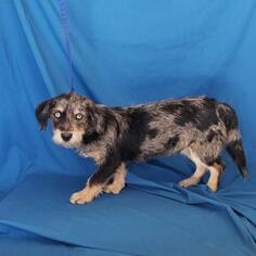 Dachshund Dogs for adoption in Show Low, AZ, USA
