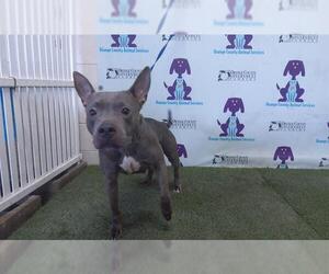 American Pit Bull Terrier Dogs for adoption in Orlando, FL, USA