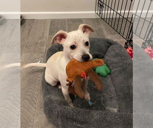 Chihuahua-Unknown Mix Dogs for adoption in Oak Bluffs, MA, USA