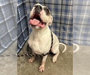 Boxer Dogs for adoption in Rosenberg, TX, USA