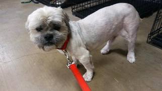 Shih Apso Dogs for adoption in Lawton, OK, USA
