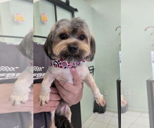 Mutt Dogs for adoption in Miami, FL, USA