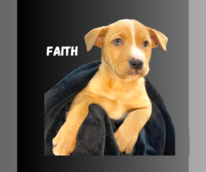 Labrador Retriever Dogs for adoption in GILBERTS, IL, USA