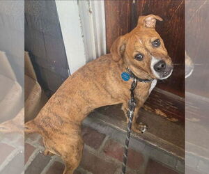 Boxer-Unknown Mix Dogs for adoption in Alexander, AR, USA