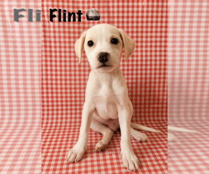 Jack Russell Terrier-Labrador Retriever Mix Dogs for adoption in Aurora, IN, USA
