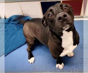 American Staffordshire Terrier Dogs for adoption in Plano, TX, USA