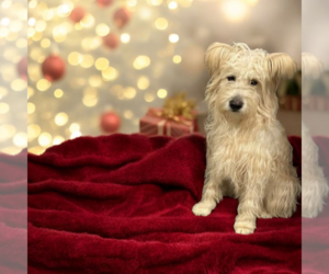 Mutt Dogs for adoption in Vail, AZ, USA