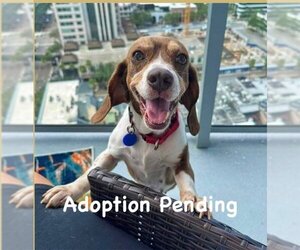 Bocker Dogs for adoption in Valrico, FL, USA