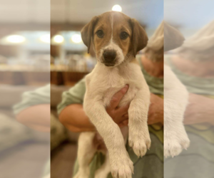Collie-Unknown Mix Dogs for adoption in Rockville, MD, USA