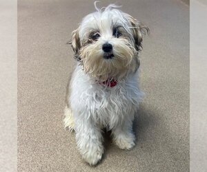 Shih-Poo Dogs for adoption in Aurora, CO, USA