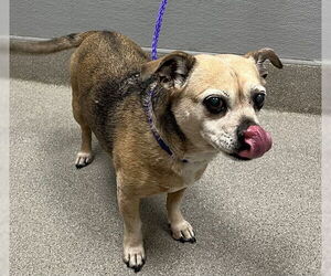 Puggle Dogs for adoption in Las Vegas, NV, USA