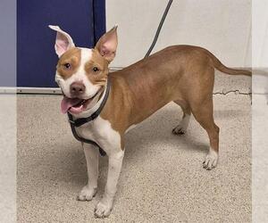 American Pit Bull Terrier Dogs for adoption in Bakersfield, CA, USA