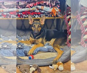 German Shepherd Dog Dogs for adoption in Amarillo, TX, USA
