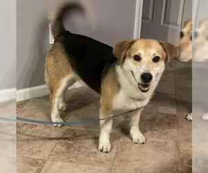 Beagi Dogs for adoption in Herndon, VA, USA