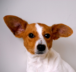 Jack-Rat Terrier Dogs for adoption in Eden Prairie, MN, USA