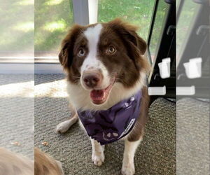 Australian Shepherd Dogs for adoption in Muskegon, MI, USA