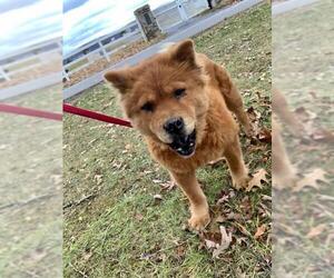 Chow Chow Dogs for adoption in Lewistown, PA, USA