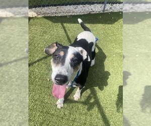 Mutt Dogs for adoption in Newton, NC, USA