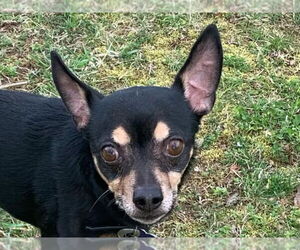Miniature Pinscher-Unknown Mix Dogs for adoption in Cookeville, TN, USA