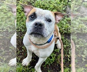 American Bulldog Dogs for adoption in Fort Lauderdale, FL, USA