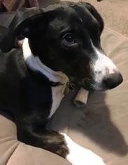 Corgi Basset Dogs for adoption in O Fallon, MO, USA