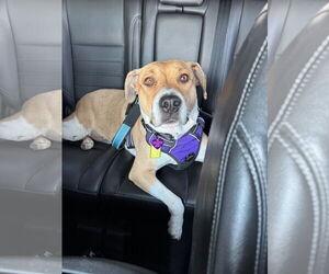 Retriever -Unknown Mix Dogs for adoption in Aurora, CO, USA