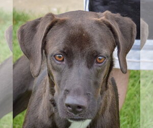 Pointer-Unknown Mix Dogs for adoption in Huntley, IL, USA