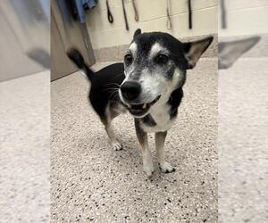 Shiba Inu-Unknown Mix Dogs for adoption in Brighton, CO, USA