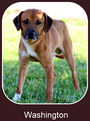 Mutt Dogs for adoption in Sullivan, IN, USA