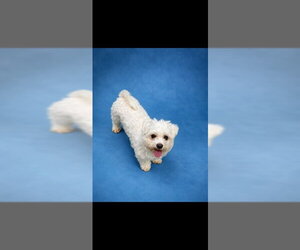 Maltese Dogs for adoption in Westminster, MD, USA